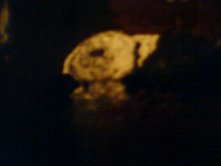 ~... White rabbit 